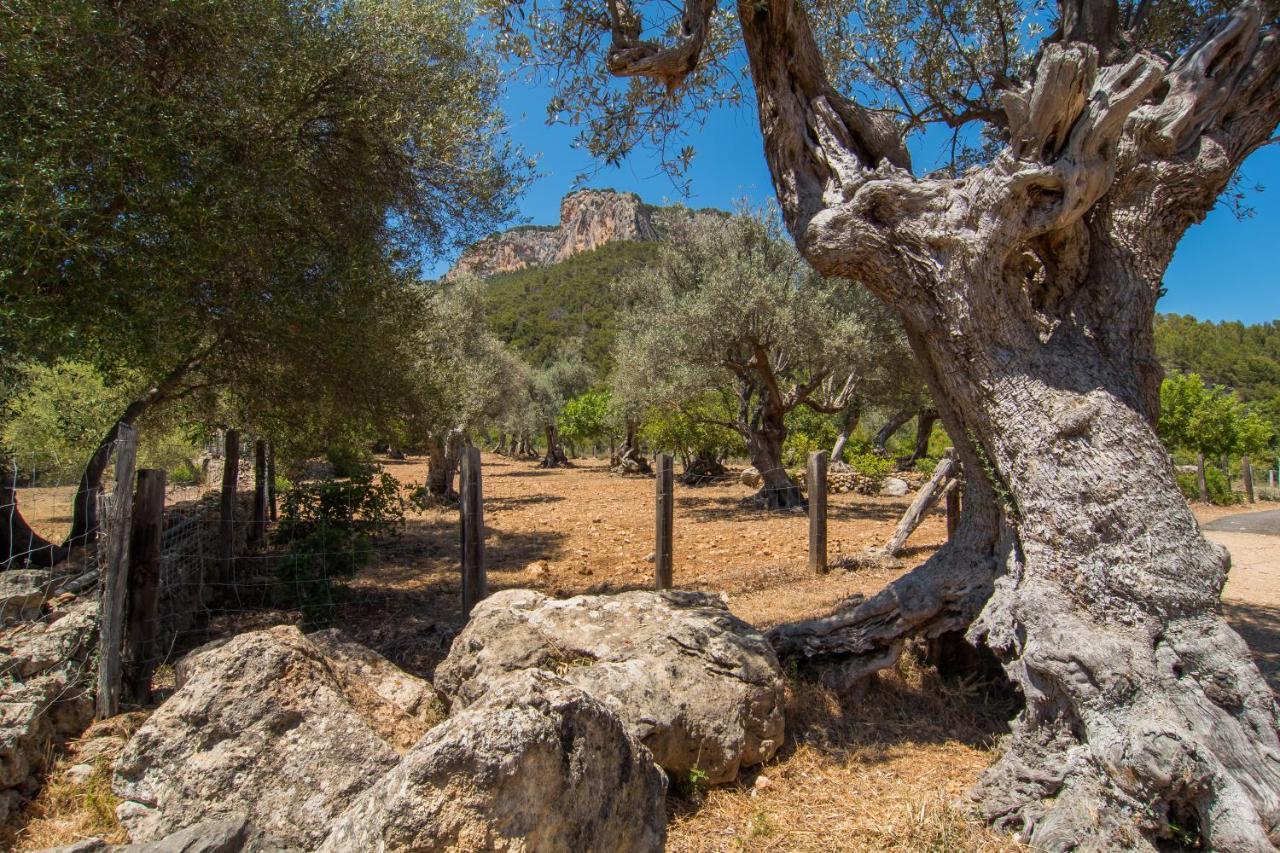 Maison d'hôtes Agroturismo Son Penyaflor à Alaró Extérieur photo